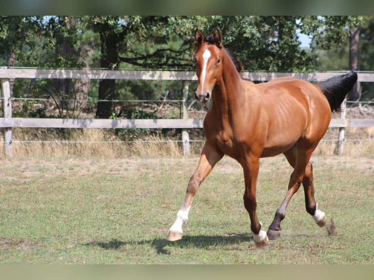 Caballo de deporte alemán Semental 1 año 155 cm Castaño in Tremsdorf