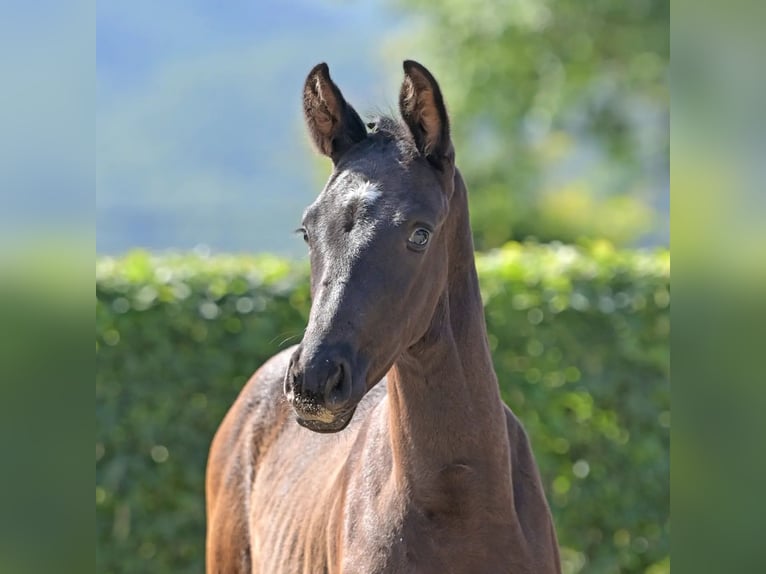 Caballo de deporte alemán Semental 1 año 157 cm Morcillo in Brodenbach