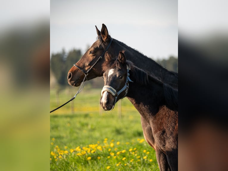 Caballo de deporte alemán Semental 1 año 165 cm Morcillo in Bad Schussenried
