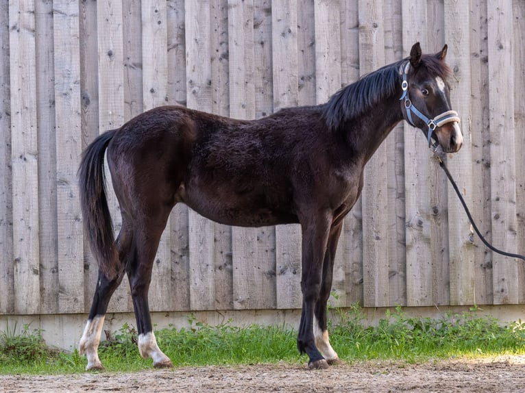 Caballo de deporte alemán Semental 1 año 165 cm Morcillo in Bad Schussenried