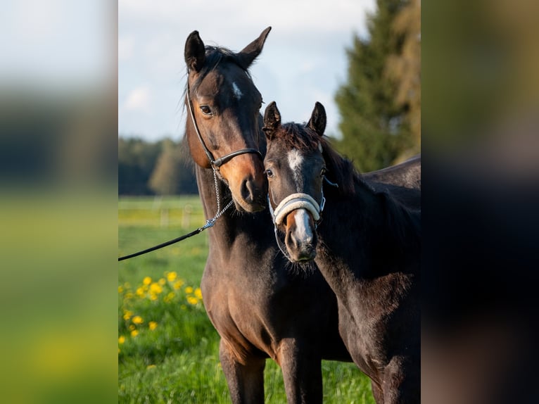 Caballo de deporte alemán Semental 1 año 165 cm Morcillo in Bad Schussenried