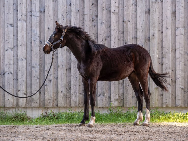Caballo de deporte alemán Semental 1 año 165 cm Morcillo in Bad Schussenried