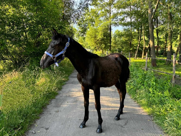 Caballo de deporte alemán Semental 1 año 165 cm Negro in Pieńsk