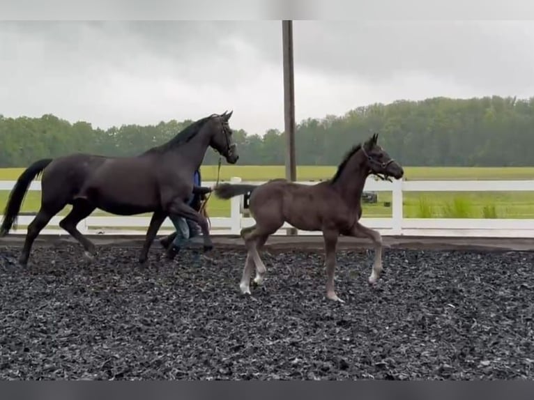 Caballo de deporte alemán Semental 1 año 165 cm Negro in Großhennersdorf