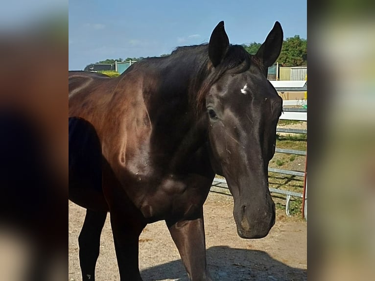 Caballo de deporte alemán Semental 1 año 165 cm Negro in Großhennersdorf