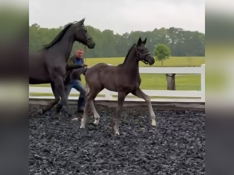 Caballo de deporte alemán Semental 1 año 165 cm Negro in Großhennersdorf