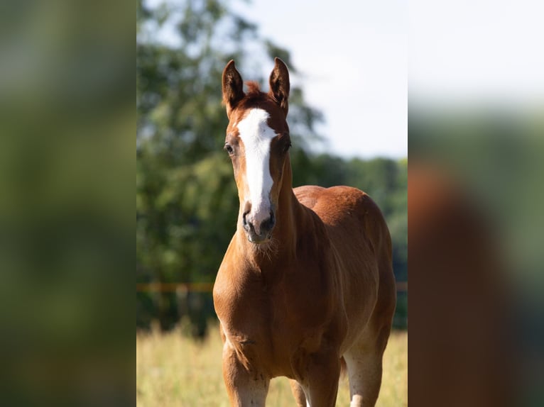 Caballo de deporte alemán Semental 1 año 168 cm Alazán in Sperenberg