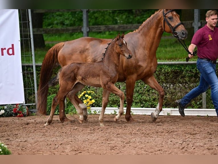 Caballo de deporte alemán Semental 1 año 168 cm Castaño in Burgstall