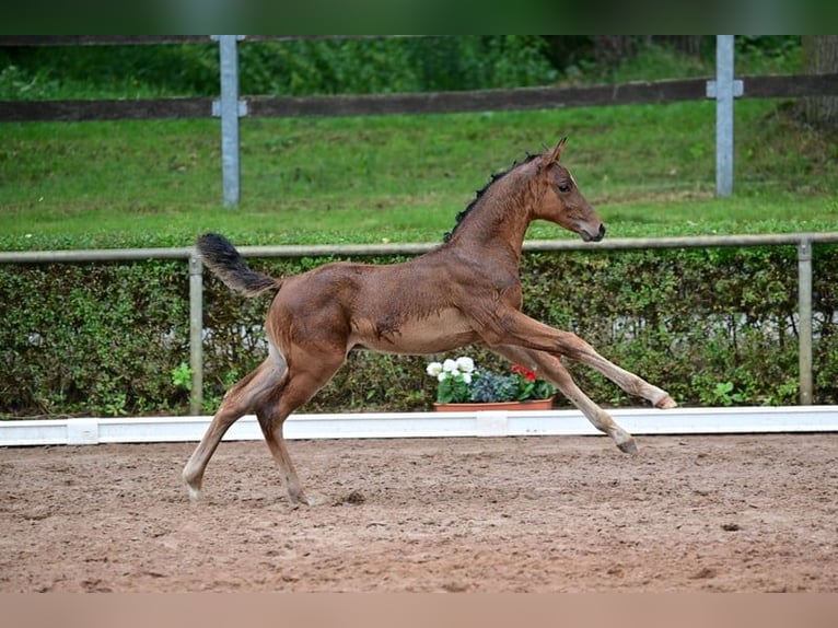 Caballo de deporte alemán Semental 1 año 168 cm Castaño in Burgstall