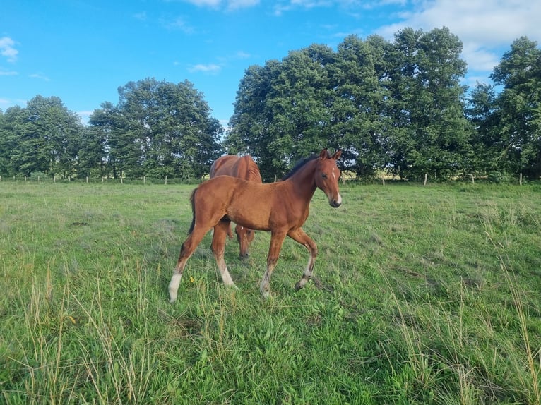 Caballo de deporte alemán Semental 1 año 168 cm Castaño in Burgstall