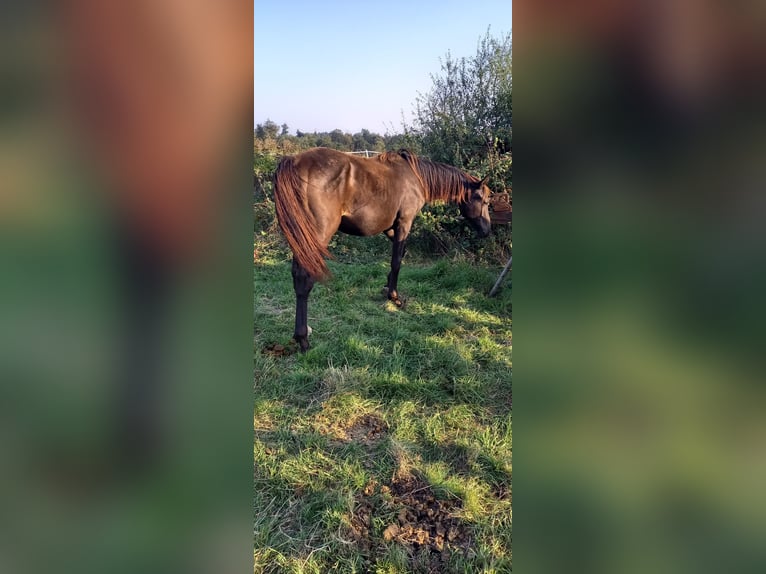 Caballo de deporte alemán Semental 1 año 168 cm Castaño oscuro in Kurtscheid