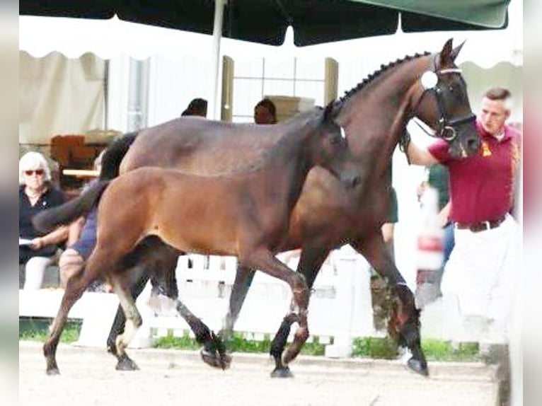 Caballo de deporte alemán Semental 1 año 168 cm Castaño oscuro in Kurtscheid