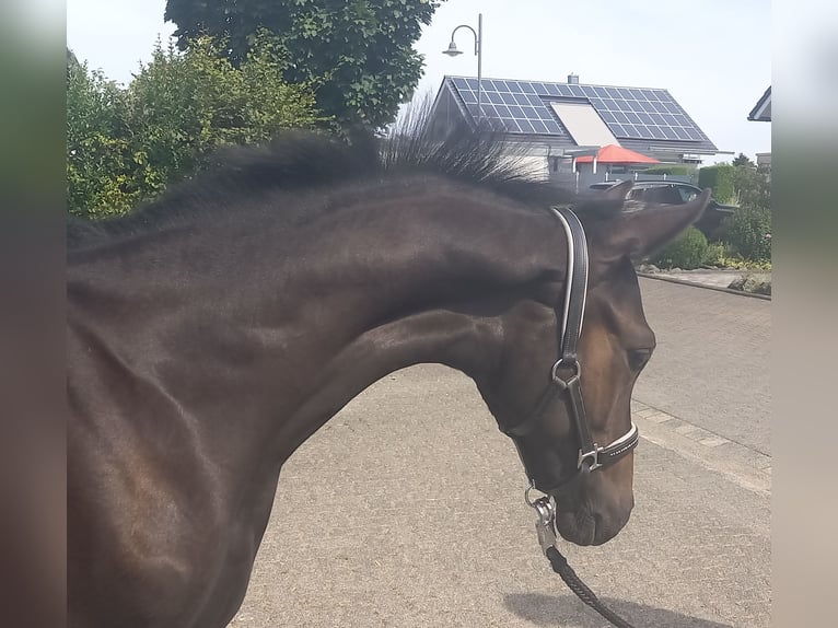 Caballo de deporte alemán Semental 1 año 168 cm Castaño oscuro in Kurtscheid