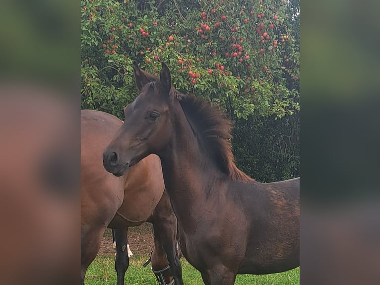 Caballo de deporte alemán Semental 1 año 168 cm Castaño oscuro in Misserode