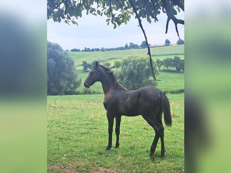 Caballo de deporte alemán Semental 1 año 168 cm Castaño oscuro in Misserode