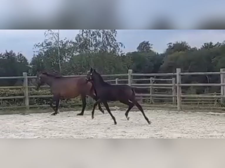 Caballo de deporte alemán Semental 1 año 168 cm Castaño oscuro in Kurtscheid