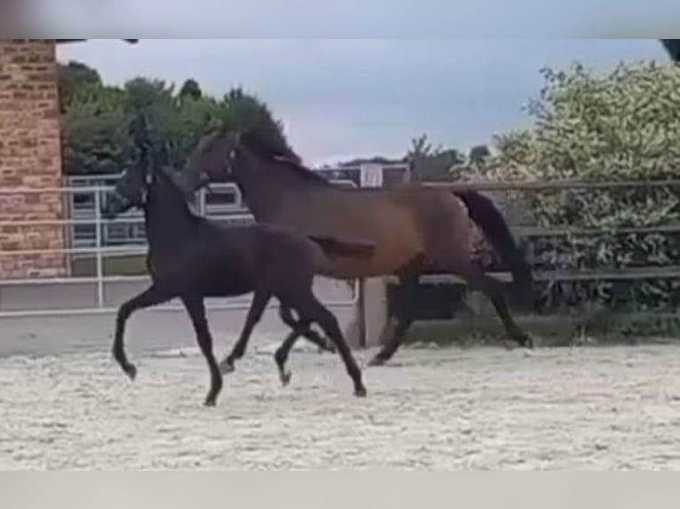 Caballo de deporte alemán Semental 1 año 168 cm Castaño oscuro in Kurtscheid