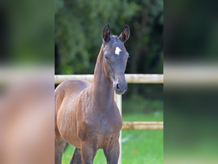 Caballo de deporte alemán Semental 1 año 168 cm Castaño oscuro in Kurtscheid