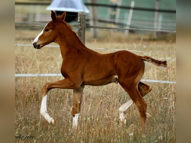 Caballo de deporte alemán Semental 1 año 170 cm Alazán in Au in der Hallertau