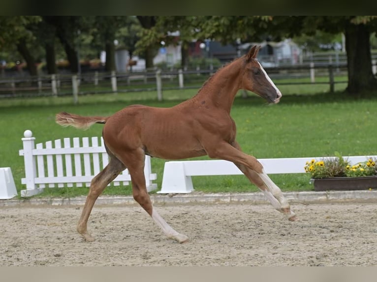 Caballo de deporte alemán Semental 1 año 170 cm Alazán in Au in der Hallertau