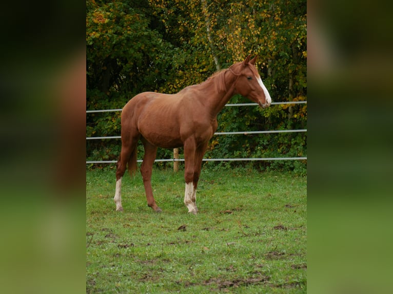 Caballo de deporte alemán Semental 1 año 170 cm Alazán in Au in der Hallertau