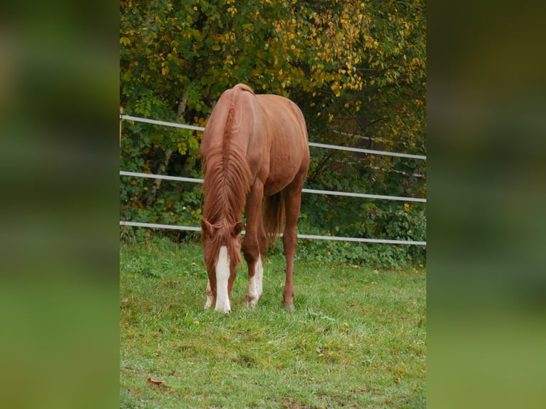 Caballo de deporte alemán Semental 1 año 170 cm Alazán in Au in der Hallertau