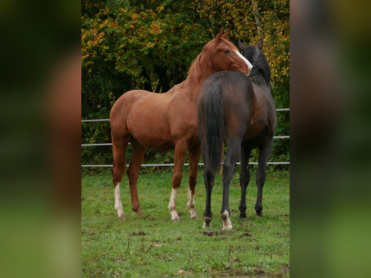 Caballo de deporte alemán Semental 1 año 170 cm Alazán in Au in der Hallertau