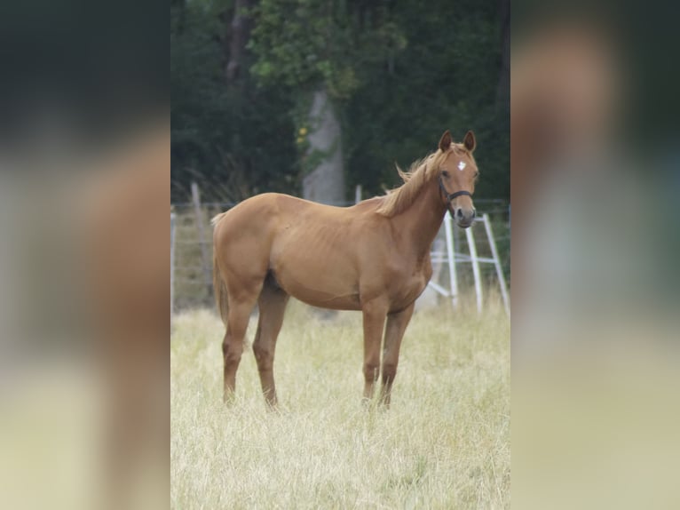 Caballo de deporte alemán Semental 1 año 170 cm Alazán in Neuenkirchen-Vörden