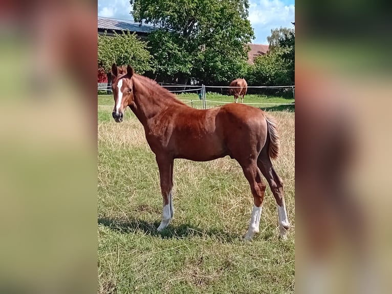 Caballo de deporte alemán Semental 1 año 170 cm Alazán in Milower Land