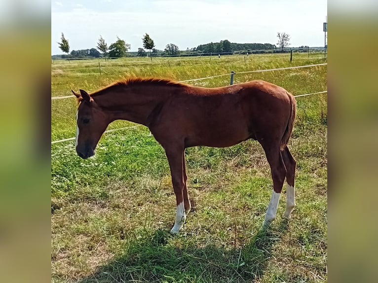 Caballo de deporte alemán Semental 1 año 170 cm Alazán in Milower Land