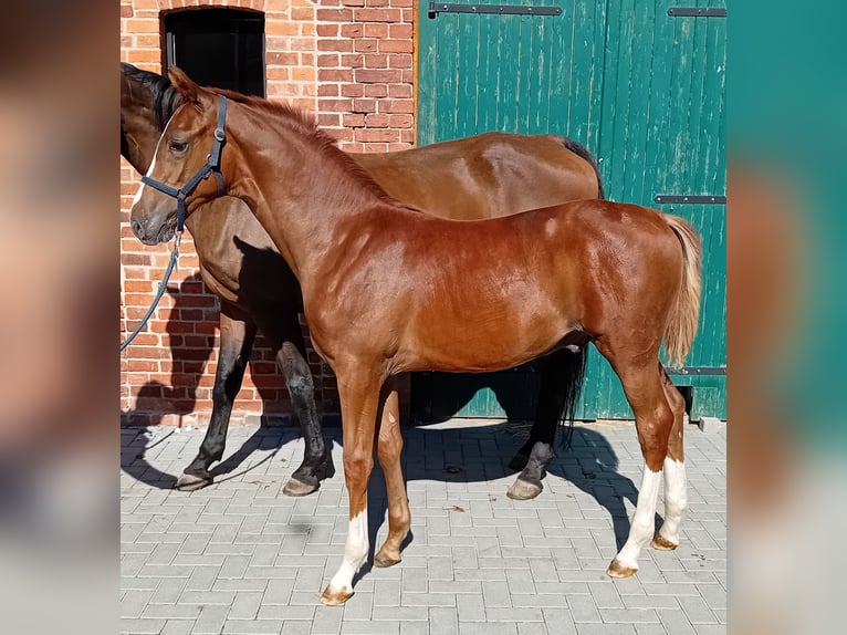 Caballo de deporte alemán Semental 1 año 170 cm Alazán in Milower Land