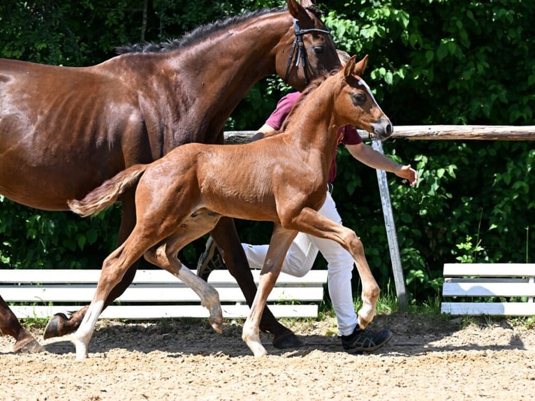 Caballo de deporte alemán Semental 1 año 170 cm Alazán-tostado in Weil