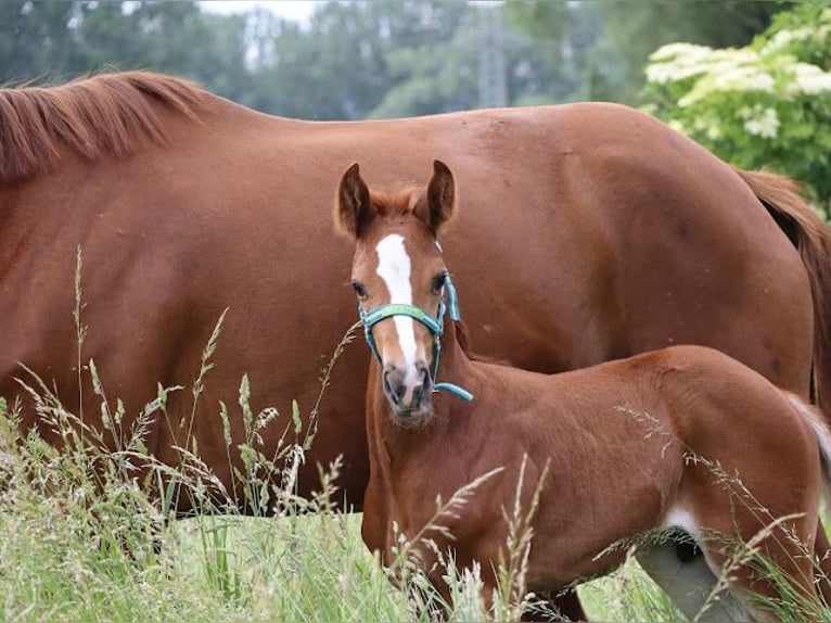 Caballo de deporte alemán Semental 1 año 170 cm Alazán-tostado in Sülzenbrücken