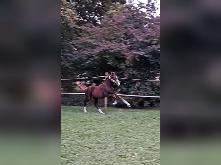 Caballo de deporte alemán Semental 1 año 170 cm Alazán-tostado in Laupheim