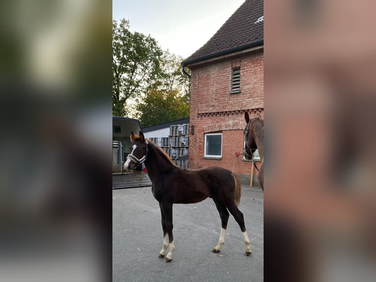 Caballo de deporte alemán Semental 1 año 170 cm Alazán-tostado in Laupheim