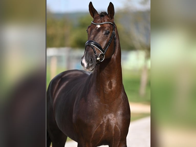 Caballo de deporte alemán Semental 1 año 170 cm Alazán-tostado in Laupheim