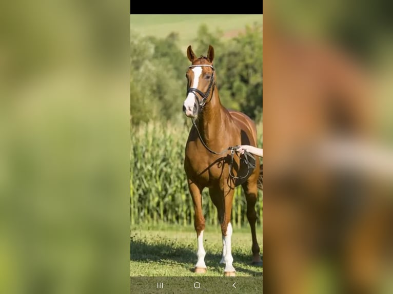 Caballo de deporte alemán Semental 1 año 170 cm Alazán-tostado in Laupheim