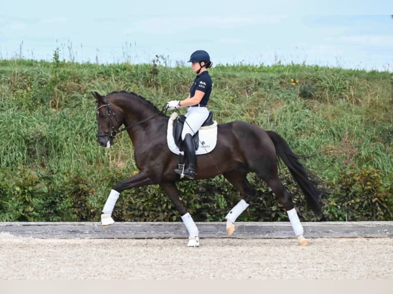 Caballo de deporte alemán Semental 1 año 170 cm Alazán-tostado in Laupheim