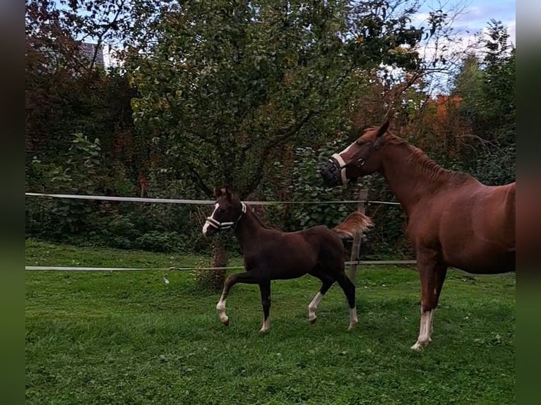 Caballo de deporte alemán Semental 1 año 170 cm Alazán-tostado in Laupheim