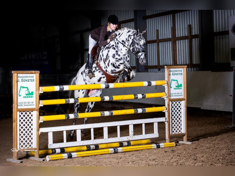 Caballo de deporte alemán Semental 1 año 170 cm Atigrado/Moteado in Hungenroth