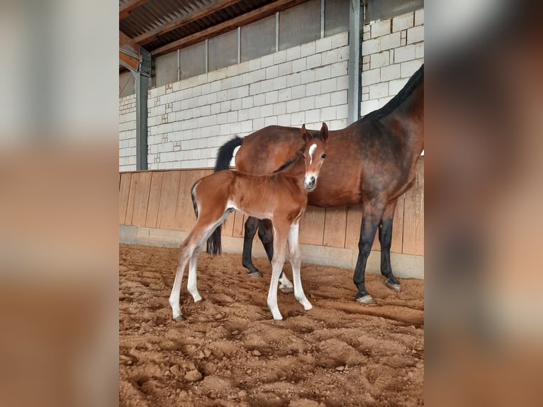 Caballo de deporte alemán Semental 1 año 170 cm Castaño in Ilmtal-Weinstraße