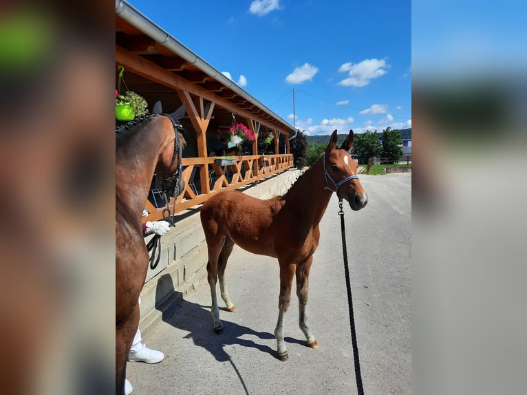 Caballo de deporte alemán Semental 1 año 170 cm Castaño in Ilmtal-Weinstraße