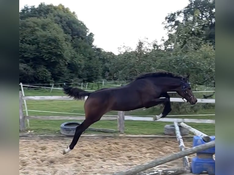 Caballo de deporte alemán Semental 1 año 170 cm Castaño oscuro in Beverstedt