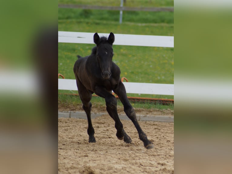 Caballo de deporte alemán Semental 1 año 170 cm Musgo in Wolfsegg