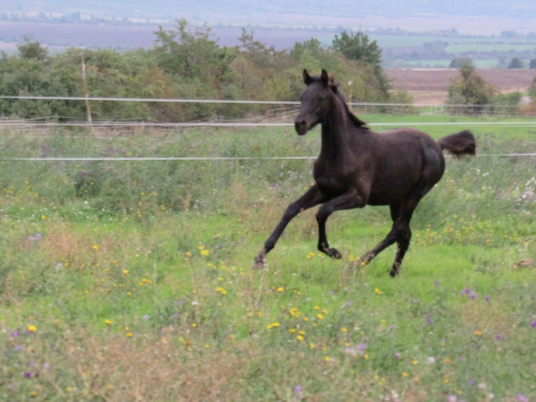 Caballo de deporte alemán Semental 1 año 170 cm Negro in Querfurt