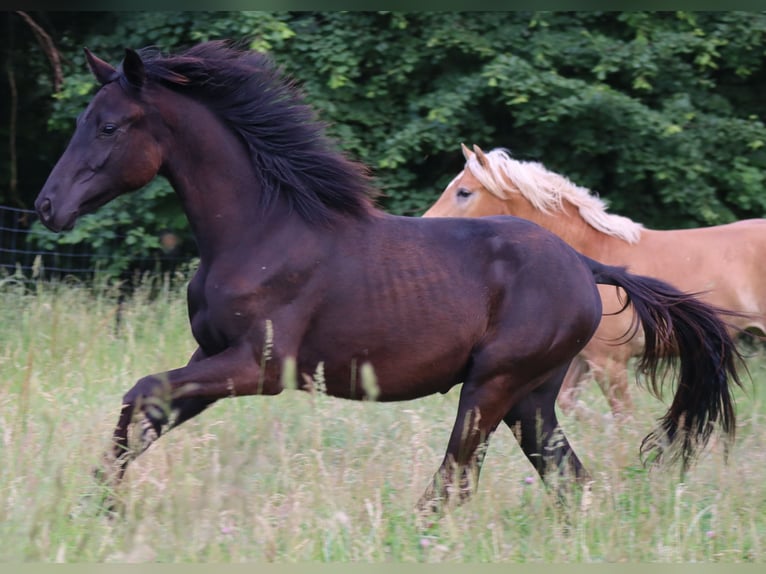 Caballo de deporte alemán Semental 1 año 170 cm Negro in Bayreuth