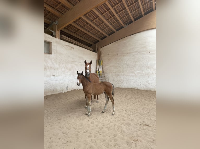 Caballo de deporte alemán Semental 1 año 172 cm Castaño in Scheßlitz