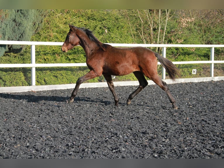 Caballo de deporte alemán Semental 1 año 172 cm Castaño oscuro in Neckargemünd