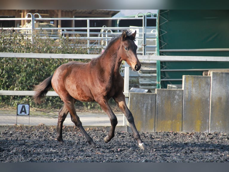 Caballo de deporte alemán Semental 1 año 172 cm Castaño oscuro in Neckargem&#xFC;nd