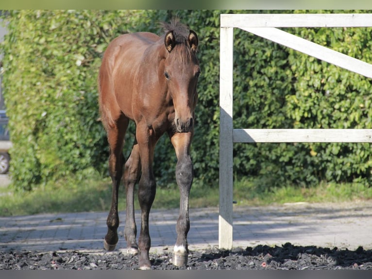 Caballo de deporte alemán Semental 1 año 172 cm Castaño oscuro in Neckargem&#xFC;nd